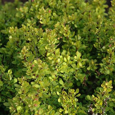 Golden Nugget Japanese Barberry foliage
