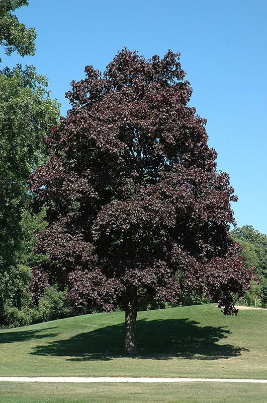 Crimson King Norway Maple