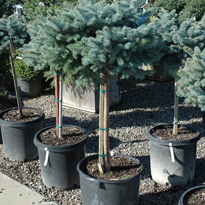 Globe Blue Spruce (tree form)