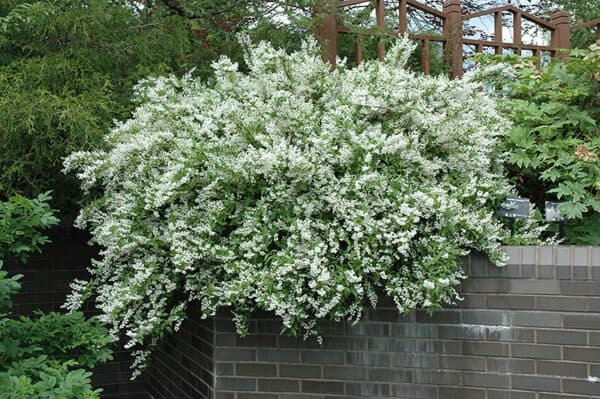 Slender Deutzia in bloom