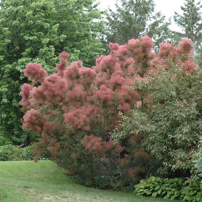 Royal Purple Smokebush in bloom