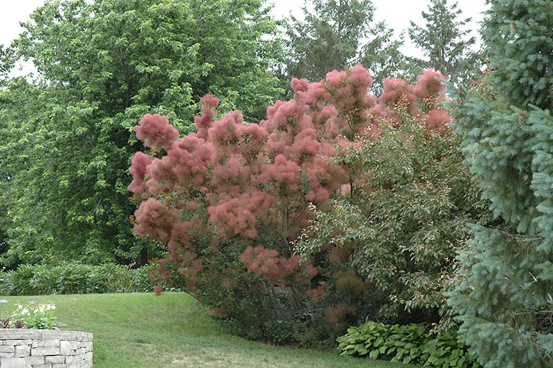 Royal Purple Smokebush in bloom