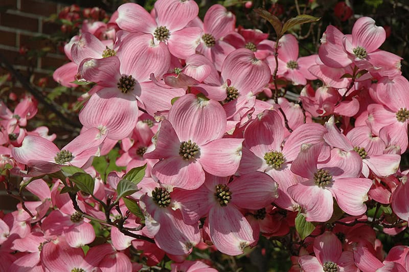 Cherokee Brave Flowering Dogwood flowers