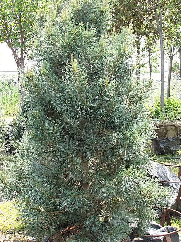 Vanderwolf's Pyramid Pine