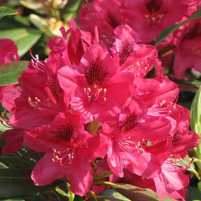 Nova Zembla Rhododendron flowers