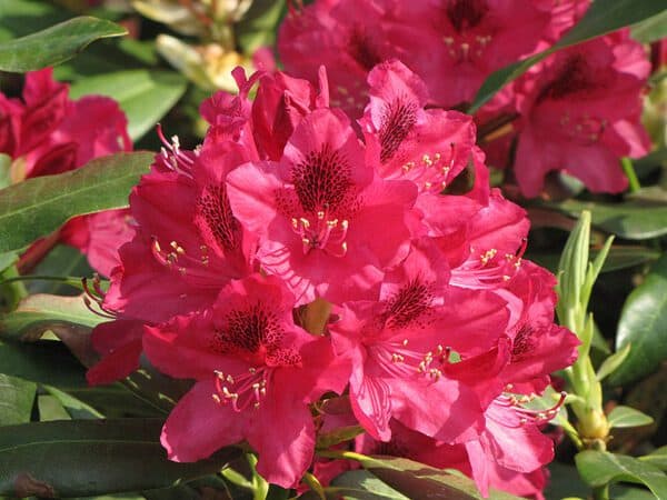 Nova Zembla Rhododendron flowers