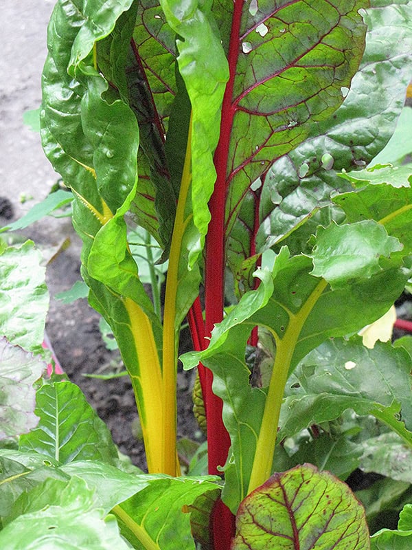 Bright Lights Swiss Chard foliage