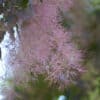 Royal Purple Smokebush flowers
