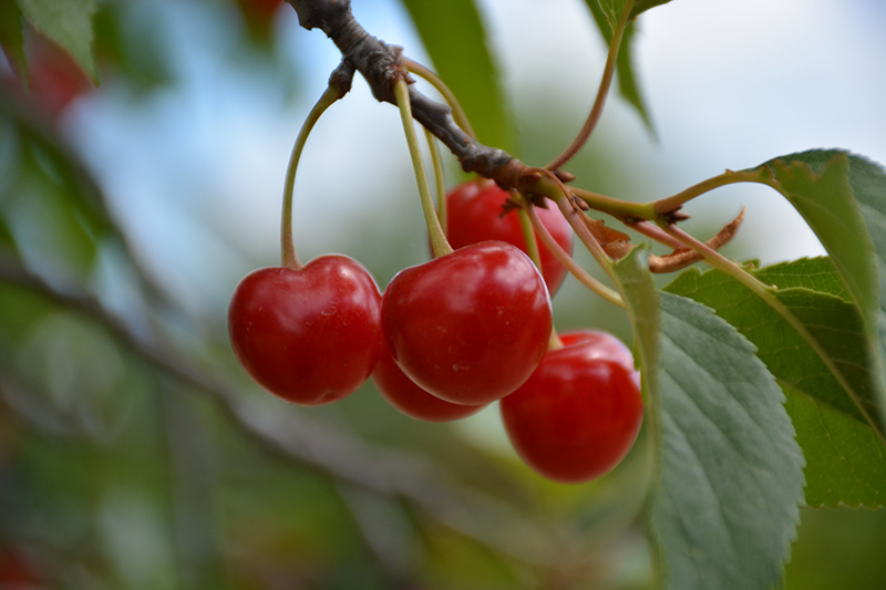 Montmorency Cherry fruit