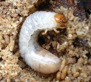 Grubs in the Lawn - Canadale