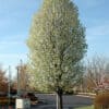 Chanticleer Ornamental Pear in bloom