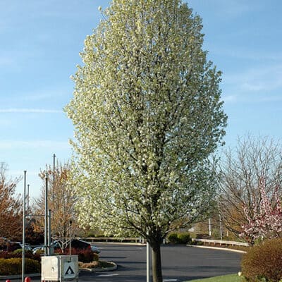 Chanticleer Ornamental Pear in bloom
