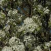 Chanticleer Ornamental Pear flowers
