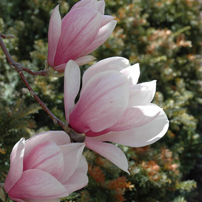 Saucer Magnolia flowers