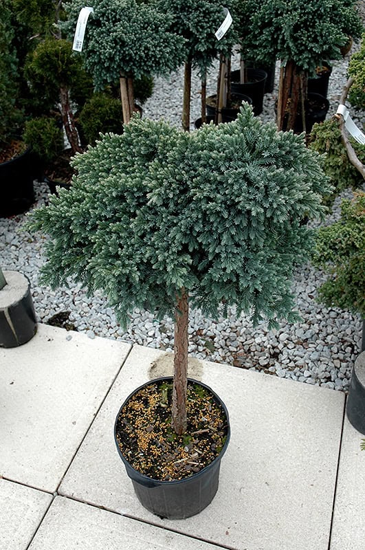 Blue Star Juniper