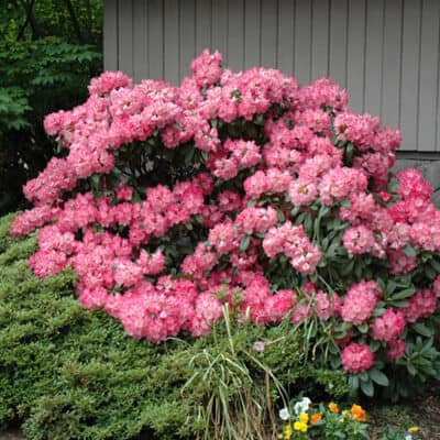 Rhododendrons & Azaleas