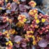 Concorde Japanese Barberry - Image 3