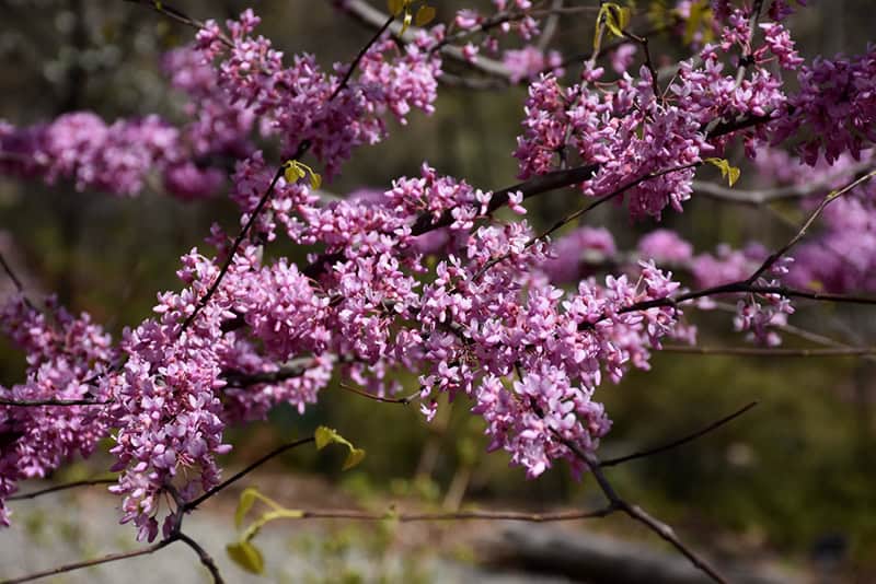 Hearts of Gold Redbud flowers