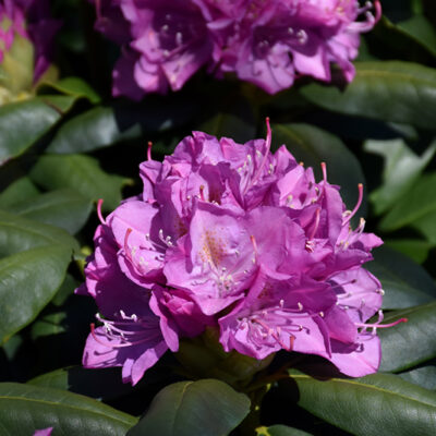 Roseum Elegans Rhododendron flowers