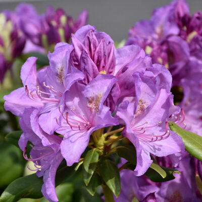 Boursault Rhododendron flowers
