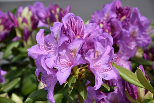 Boursault Rhododendron flowers