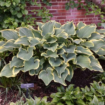 Shade-tolerant Perennials