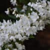 Slender Deutzia flowers