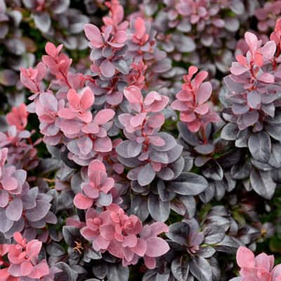 Concorde Japanese Barberry