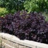 Royal Purple Smokebush