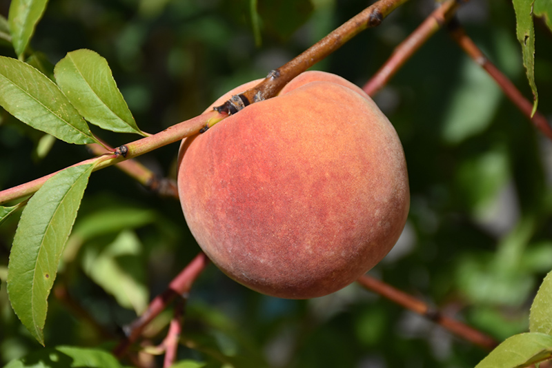 Redhaven Peach fruit