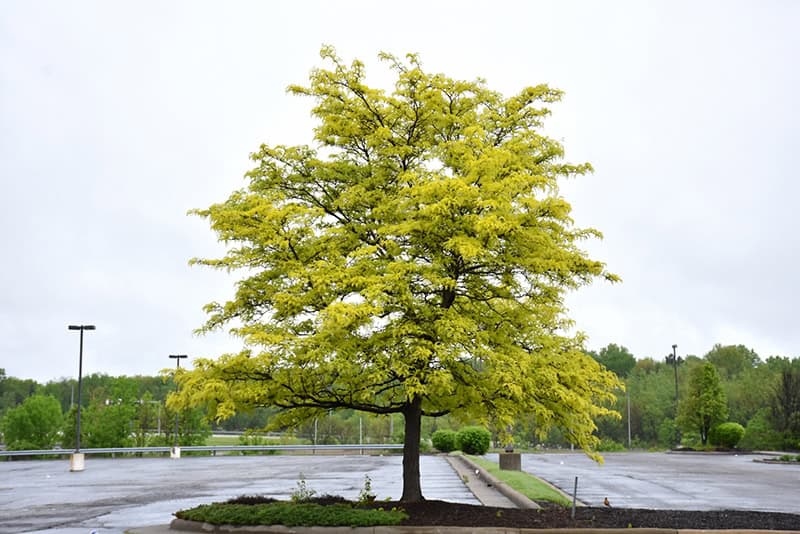 Sunburst Honeylocust