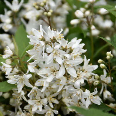 Yuki Snowflake® Deutzia flowers