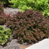 Concorde Japanese Barberry - Image 2