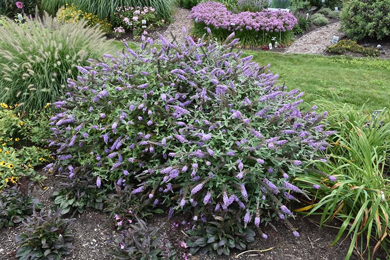 Lavender Cupcake Butterfly Bush in bloom