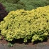 Golden Nugget Japanese Barberry