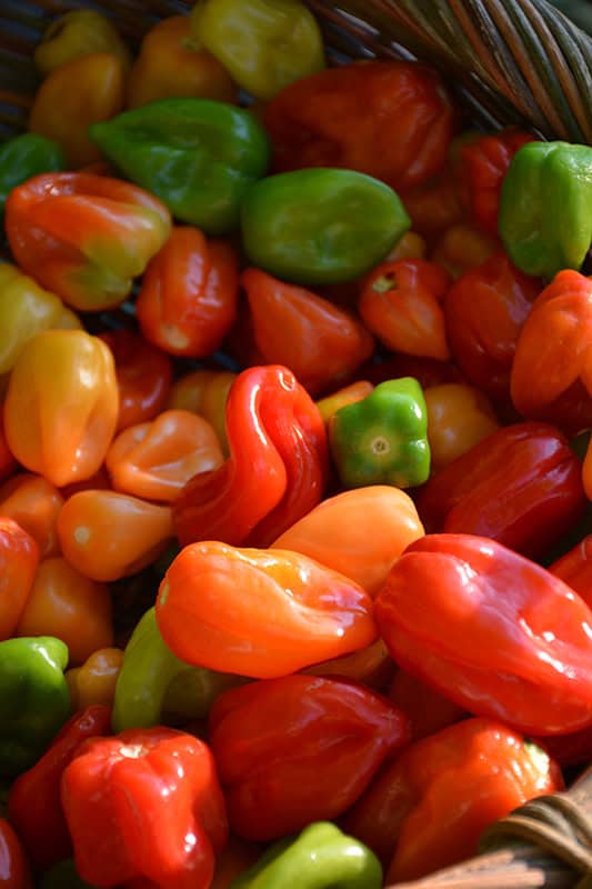 Habanero Pepper fruit