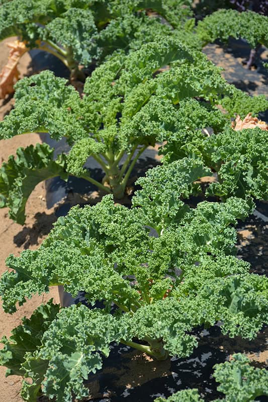 Vates Kale