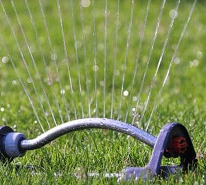 Grubs in the Lawn - Canadale