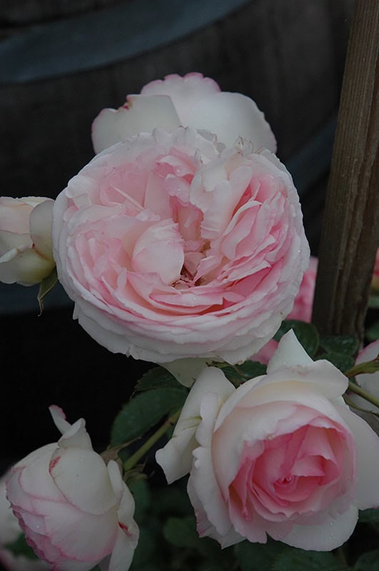 Eden Climber Rose