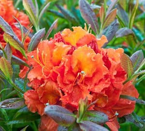 Image of Azaleas bearberry companion plant