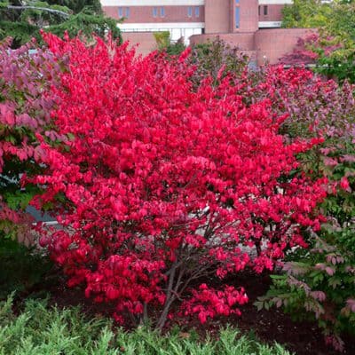 Compact Winged Burning Bush in fall