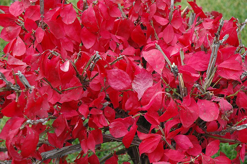Compact Winged Burning Bush in fall