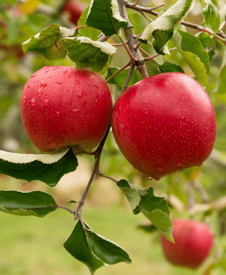 Fruit Tree Pollination Guide Canadale