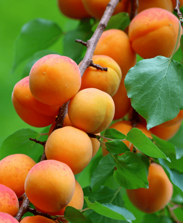 Fruit Tree Pollination Guide Canadale