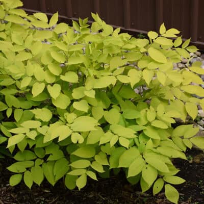 Sun King Aralia