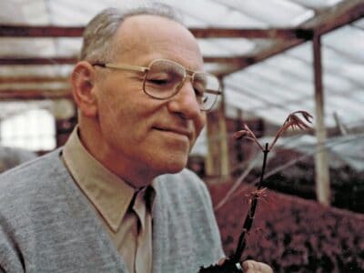 Bill Intven looking at japanese maple