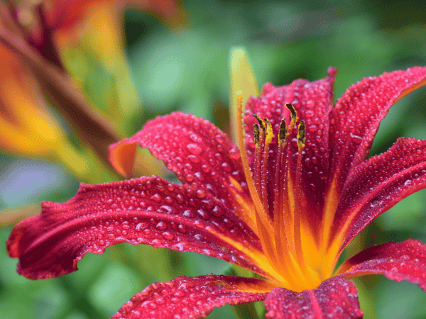 daylily bloom