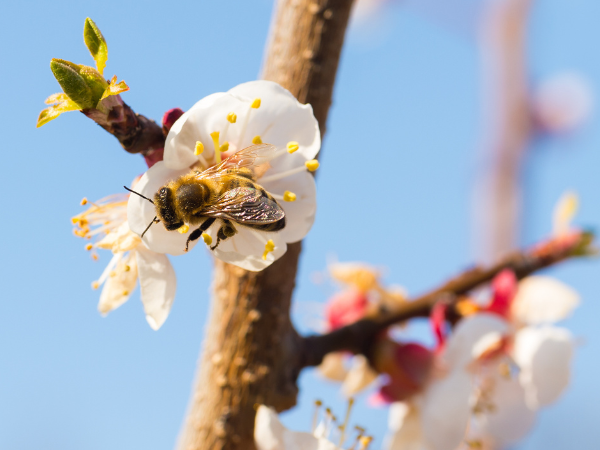 bee on a fruit tree bloom
