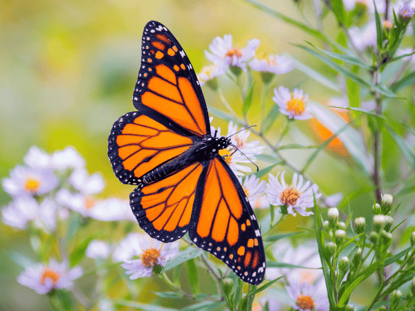 monarch butterfly on flower