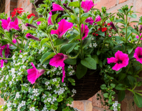 Hanging basket with Flowers